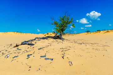 The lonely small tree growing among sandy desert under the hot sun