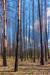 Charred trunks of dead pine trees in the sunny forest after last year wildfire