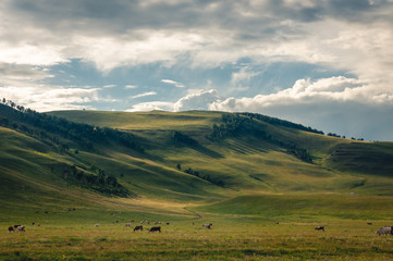 Grass hills covered with trees in steppe under spectacular clouds sky during sunset at Khakassia, Siberia, Russia.