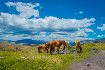 Wild horses in the Andes Mountains, wandering and grazing on fresh green field freely in the...