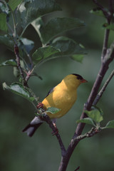 American Goldfinch (Spinus Tristis)