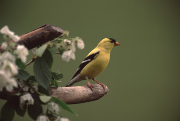 American Goldfinch (Spinus Tristis)