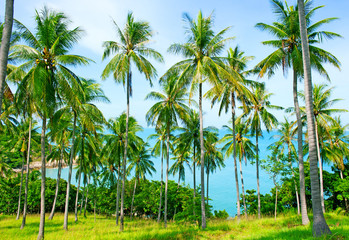 Coconut palm trees on sandy beach near the sea. Summer holiday and vacation concept.