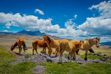 Wild horses in the Andes Mountains, wandering and grazing on fresh green field freely in the...