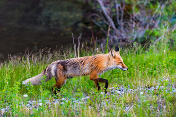 Wild Red Fox