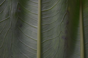 leaf photo texture at close range