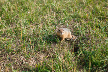 gopher in a grass field close up