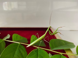 Praying mantis. A bright green mantis with open wings. Closeup. Copy spaces. 