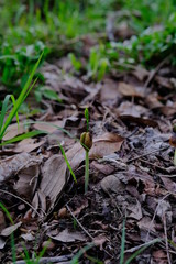 The tree is sprouting from the seeds.