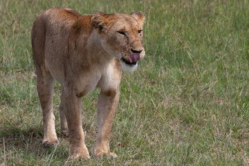 The African Lioness