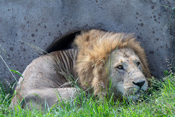 Teh Majestic African Lion