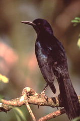 Boat-Tailed Grackle (Quiscalus Major)