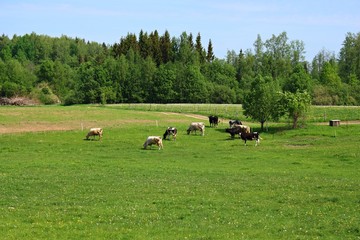 Cows of different colors graze in a green meadow on a sunny day