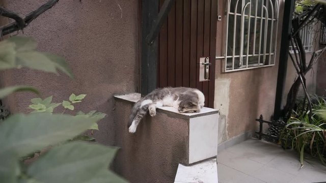 A lazy cat sleeps under bunches of grapes.