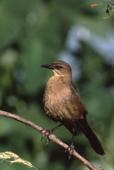 Boat-Tailed Grackle (Quiscalus Major)