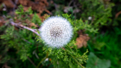 dandelion in grass