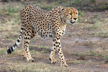 Cheetahs On the Prowl