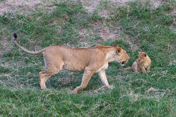 The Lioness Playing with Her cub