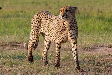 Fototapeta premium Cheetahs On the Prown