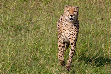 Cheetahs On The Prowl
