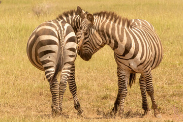 Fototapeta na wymiar the Two Zebra together