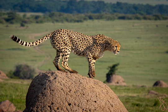 Cheeta On The Mound