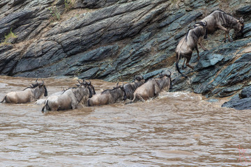 The Wildebeest Croissing the River 