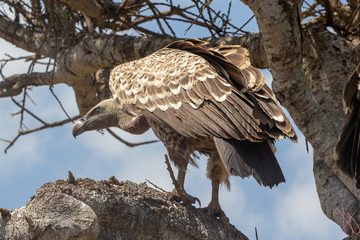 The African White backed Vuture