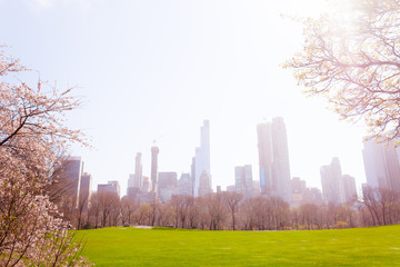 Fototapeta na wymiar Lawn of spring New York panorama view over flowers
