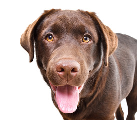 Portrait of abeautiful curious Labrador puppy isolated on a white background