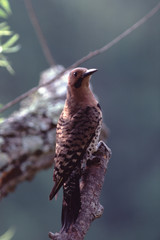 Northern Flicker (Colaptes Auratus) Woodpecker