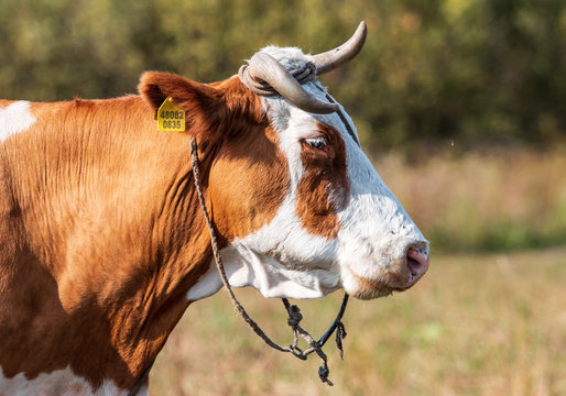 a herd of cows and gobies for a walk