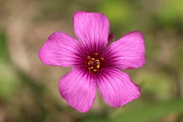 イモカタバミの花