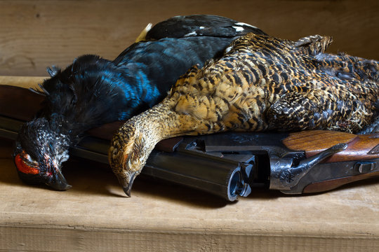 two downed blackcocks lie on a wooden table next to the shotgun