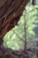 Northern Flicker (Colaptes Auratus) Woodpecker Babies in Nest Hole
