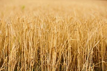 Field of ripe wheat before harvest on sunny summer day.