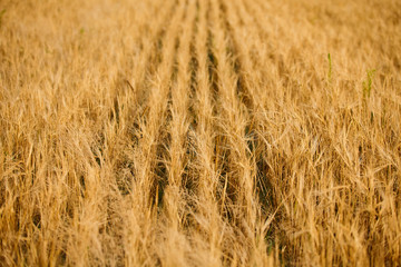 Wheat field. Ears of golden wheat on a summer sunny day.