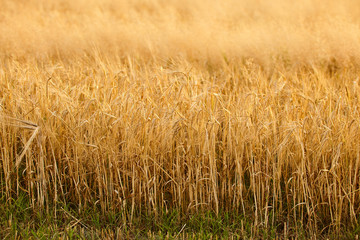 Field of ripe wheat before harvest on sunny summer day.