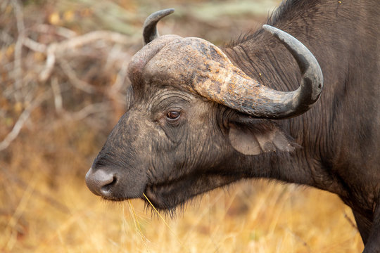 Cape buffalo in their splendour