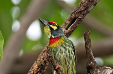 Close up Coppersmith Barbet Bird Perched on Branch Isolated on Background