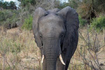 Fototapeta premium A breeding herd of elephant in the dry dusty conditions at the end of the dry season