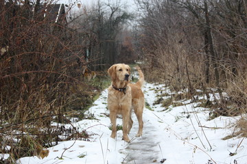 Golden Retriever