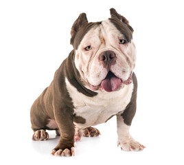 american bully in studio