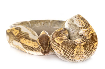 Obraz premium Ball python in studio