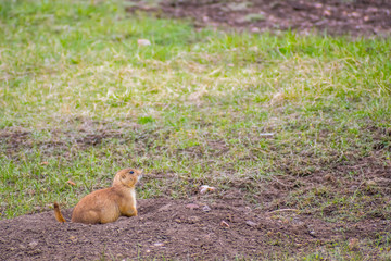 Prairie Dogs in Wind Cave National Park, South Dakota