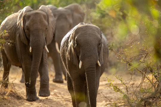 A breeding herd of elephant in the dry dusty conditions at the end of the dry season