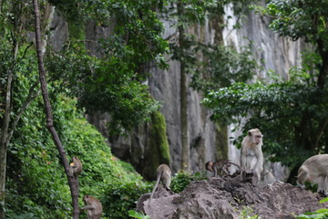 Naklejka premium Monkey sitting on a stone in the forest.