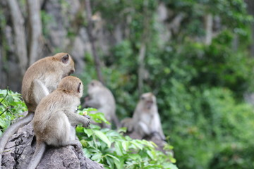 Monkey sitting on a stone in the forest.