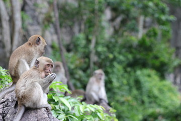 Fototapeta premium Monkey sitting on a stone in the forest.