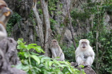 Monkey sitting on a stone in the forest.